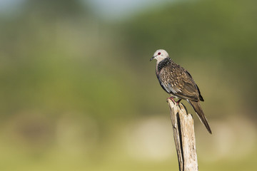 Spotted dove in Arugam bay lagoon, Sri Lanka