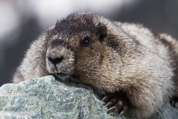 Portrait of Hoary Marmot in the summer