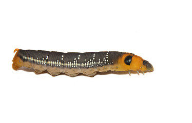 Oleander Hawk Moth Caterpillar