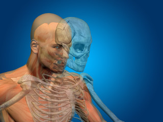 Conceptual Anatomy human body