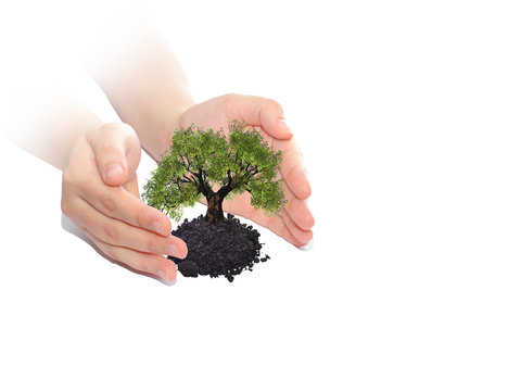 Conceptual tree or plant in woman hands