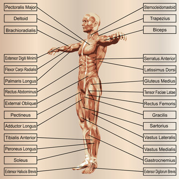 3D human male anatomy with muscles and text