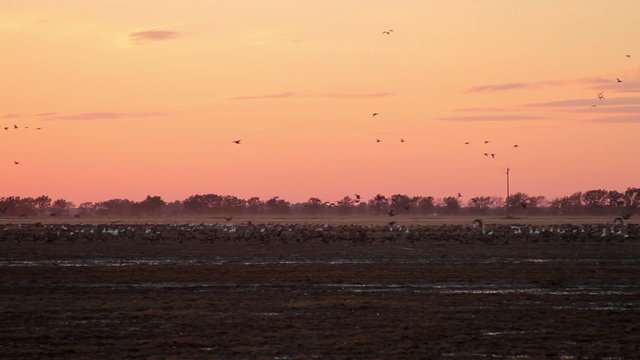 Flocks of ducks and geese gathered at sunset in early fall