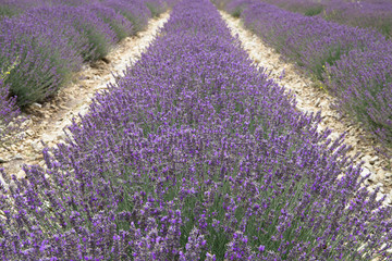 Obraz na płótnie Canvas Lavender field in Provence, France. Shot with a selective focus.