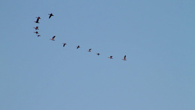 Water fowl flying in formation.