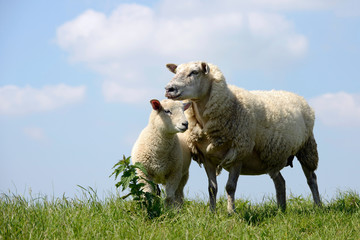 Schaf mit Lamm auf der Wiese