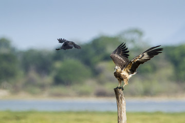 White-bellied sea eagle in Arugam bay lagoon, Sri Lanka