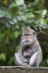 Monkey family at sacred monkey forest Ubud Bali Indonesia