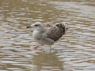 Gray seagull in sea