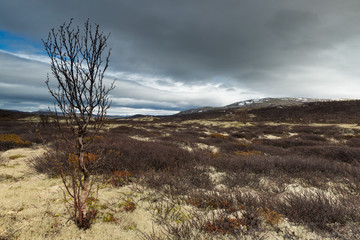 Obraz premium Dovrefjell–Sunndalsfjella National Park