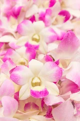 Wall murals Orchid orchids flower for background