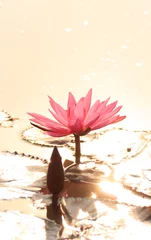 Papier Peint photo autocollant fleur de lotus lotus rose au soleil doré