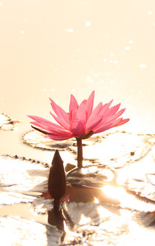 Fototapeta pink lotus in golden sunlight