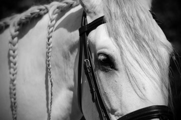 Andalusian horse