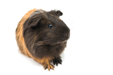 guinea pig