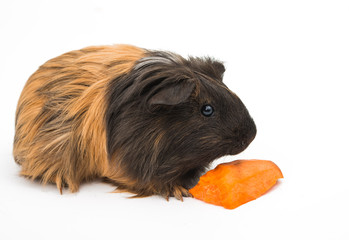 guinea pig