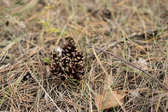 Pine Cones Close Up in a Forest