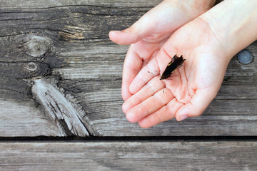 Butterfly in children's hands on an old wooden table