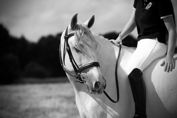 Andalusian horse © anael_g