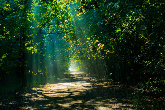 Fototapeta cienie w lesie