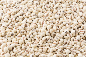 job's-tears of millet on white background