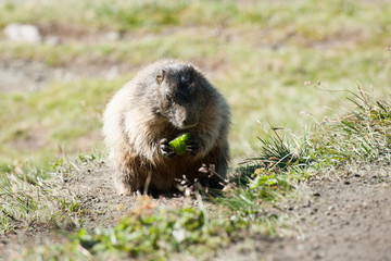 marmota