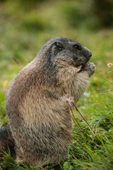 marmota