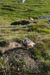 Fototapeta premium marmota