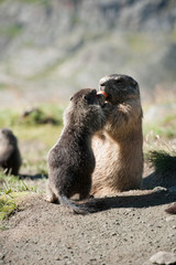 marmot