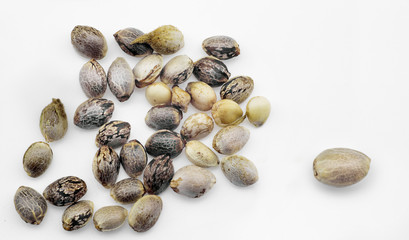 Hemp seeds