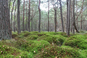 Obraz premium natural pillows made of moss in a forest