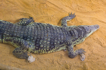 Obraz premium group of dangerous Nile crocodiles resting (Crocodylus niloticus