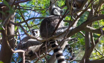 Ring Tailed Lemur or white front (Lemur catta)