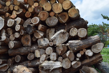 大量に積まれた丸太／山形県の庄内地方で、大量に積まれた丸太を撮影した写真です。丸太の大きさは、直径約２０ｃｍ～８０ｃｍ位で、約８割が杉の丸太です。
