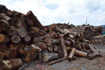 大量に積まれた丸太／山形県の庄内地方で、大量に積まれた丸太を撮影した写真です。丸太の大きさは、直径約２０ｃｍ～８０ｃｍ位で、約８割が杉の丸太です。