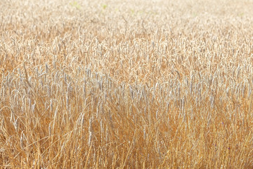 the wheat fields