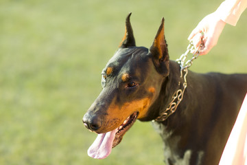 Beautiful doberman outdoor