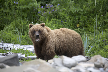 Obraz premium Portrait of wild free roaming brown bear