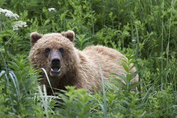 Obraz na płótnie Canvas Portrait of wild free roaming brown bear