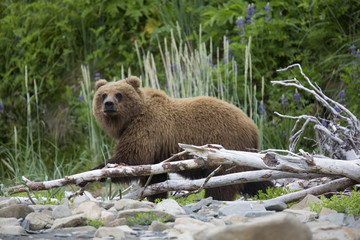 Fototapeta na wymiar Portrait of wild free roaming brown bear