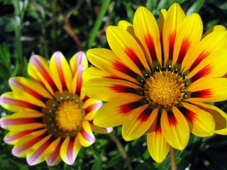 Gazania rigens African daisy blooming in the garden