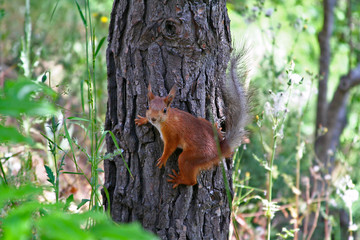 Red squirrel Sciurus vulgaris with a gray molting tail