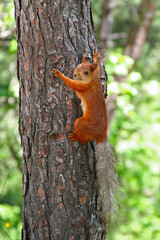Red squirrel Sciurus vulgaris during the fall molt