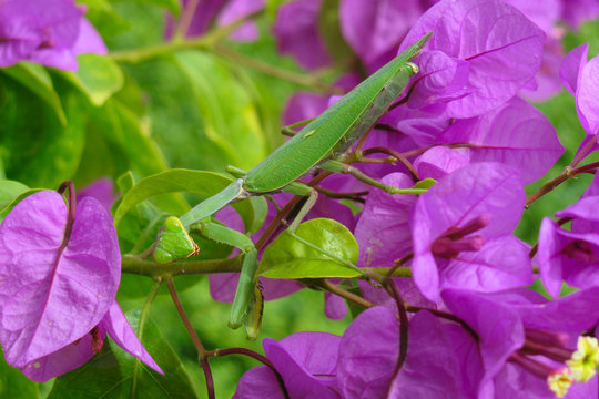 Perfect camouflage of hierodula transcaucasica giant asian mantis among Bougainvillea spectabilis leaves and flowers