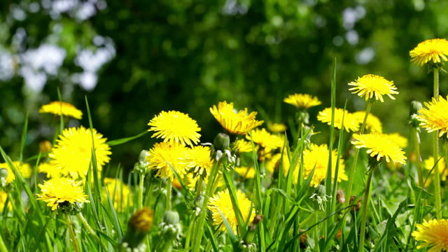 Yellow dandelions bestaring the grass and swinging in wind