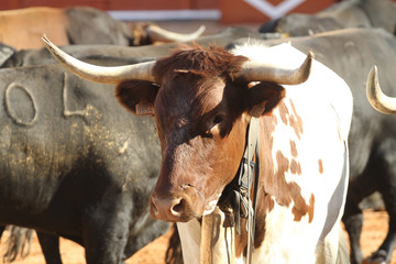 cabestro