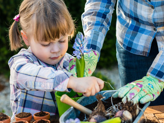 little girl gardener planting flower bulbs with her mom