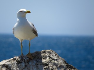 seagull