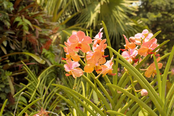 blooming orchids, garden marina, Singapore