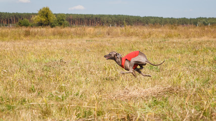 Coursing. Italian greyhound dog running across the field. Red sh